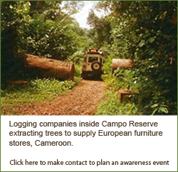 Logging Companies inside Campo Reserve extracting trees to supply European furniture stores