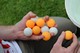 Set of Pictures for sale - world record for most table tennis balls held underwater - pic 2