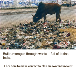 Bull rummaging through waste - full of toxins, India